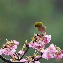 微雨櫻花