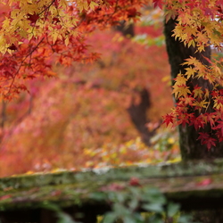 京都记忆 青苔红枫