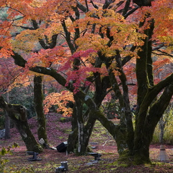 京都印象 霜叶如花